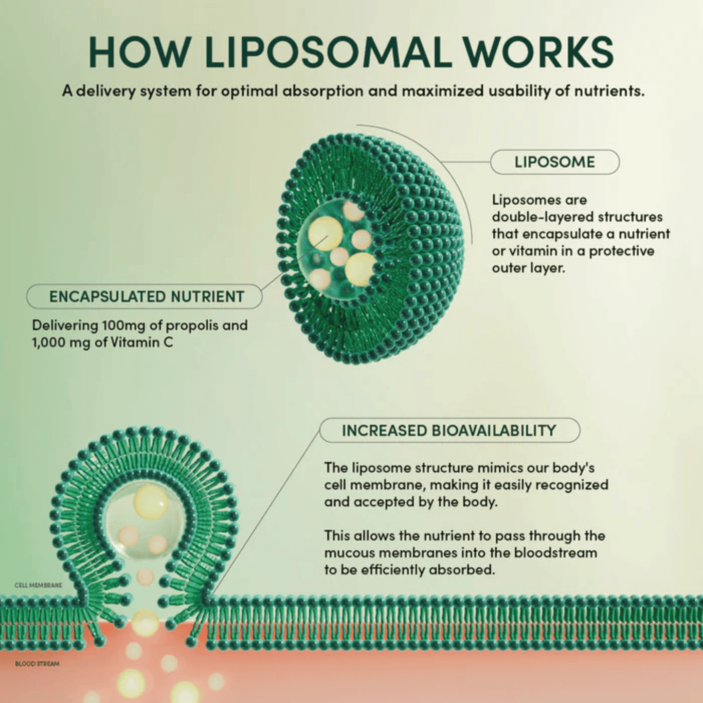 Alternate Image of Propolis + Vitamin C Liposomal Packet