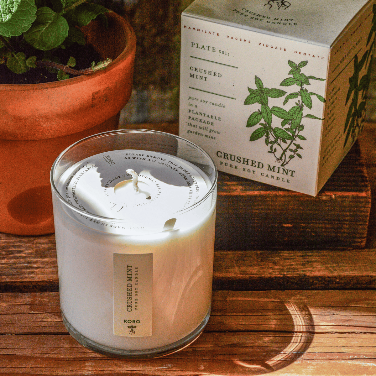 Alternate Image of Crushed Mint Plant the Box Candle
