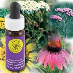 Primary image of Yarrow Special Formula