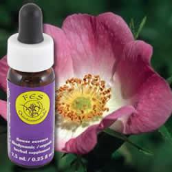 Primary image of California Wild Rose