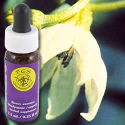 easter lily flower essence Flower Essence Services, Cayenne Dropper, 0.25 oz