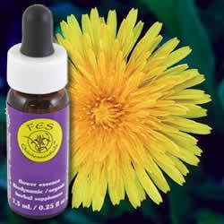 Primary image of Dandelion