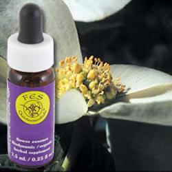 Primary image of Dogwood