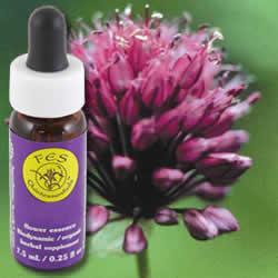 Primary image of Garlic