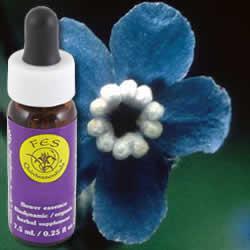 Primary image of Hound's Tongue