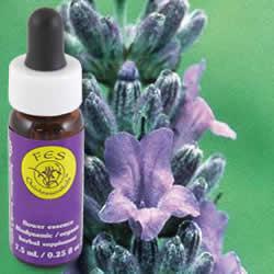 Primary image of Lavender