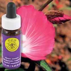 Primary image of Mallow