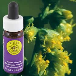 Primary image of Mugwort