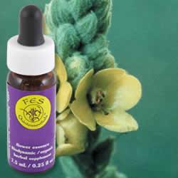 Primary image of Mullein