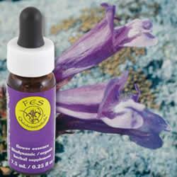 Primary image of Penstemon