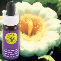 Primary image of Saguaro