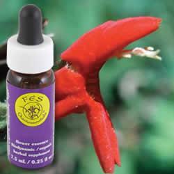 Primary image of Scarlet Monkeyflower