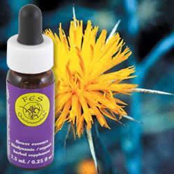 Primary image of Star Thistle