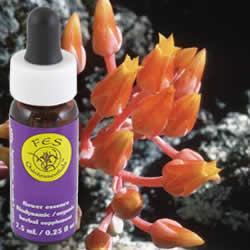 Primary image of Canyon Dudleya