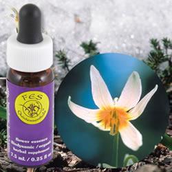 Primary image of Fawn Lily