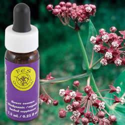 Primary image of Milkweed