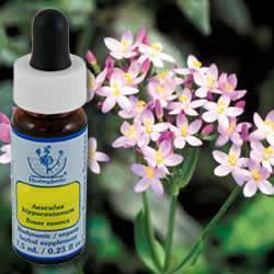 Primary image of Centaury