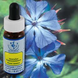 Primary image of Cerato