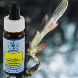 Primary image of Chestnut Bud