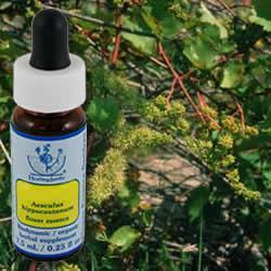 Primary image of Vine