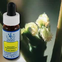 Primary image of Walnut