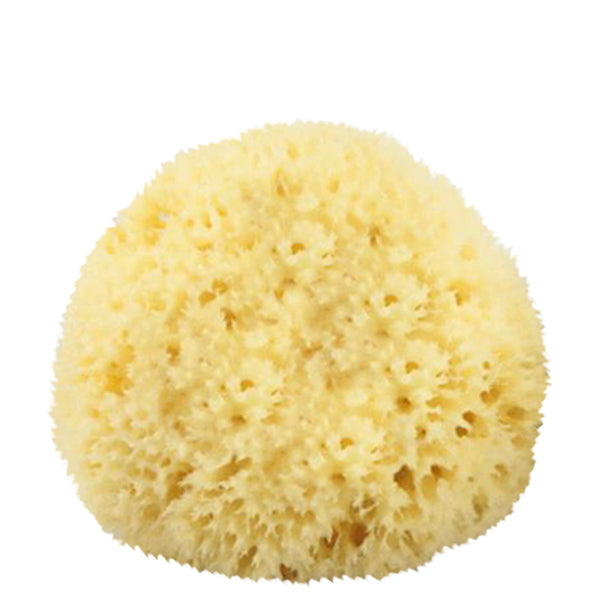 Primary image of Natural Sea Sponge #3