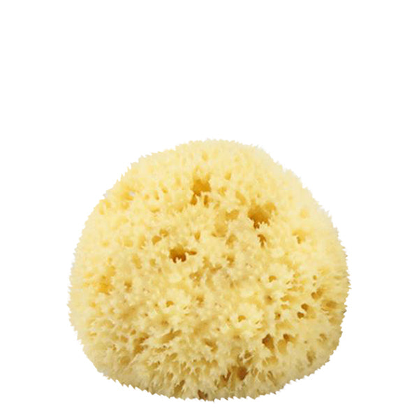Primary image of Natural Sea Sponge #1