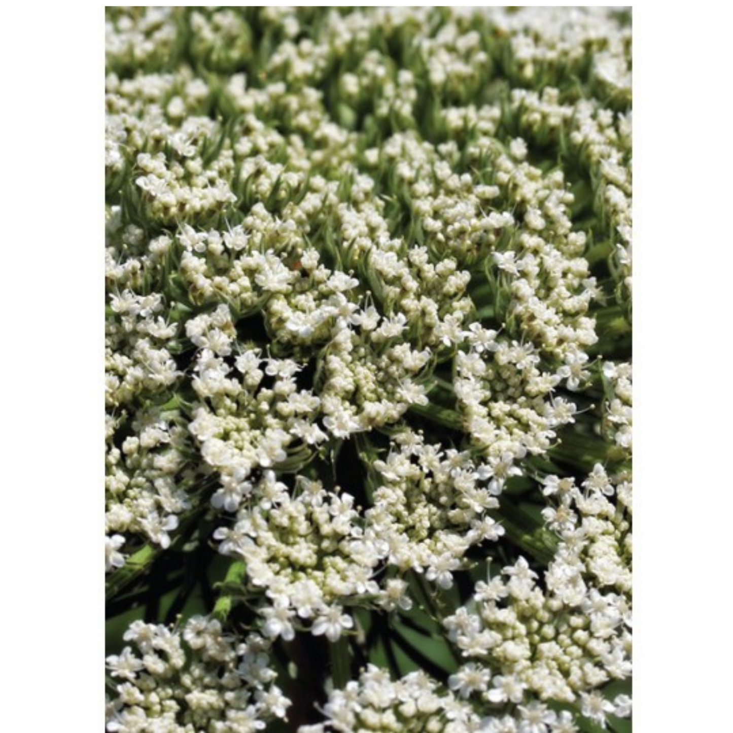 Auroma Carrot Seed Essential Oil (0.33 fl oz) #10160