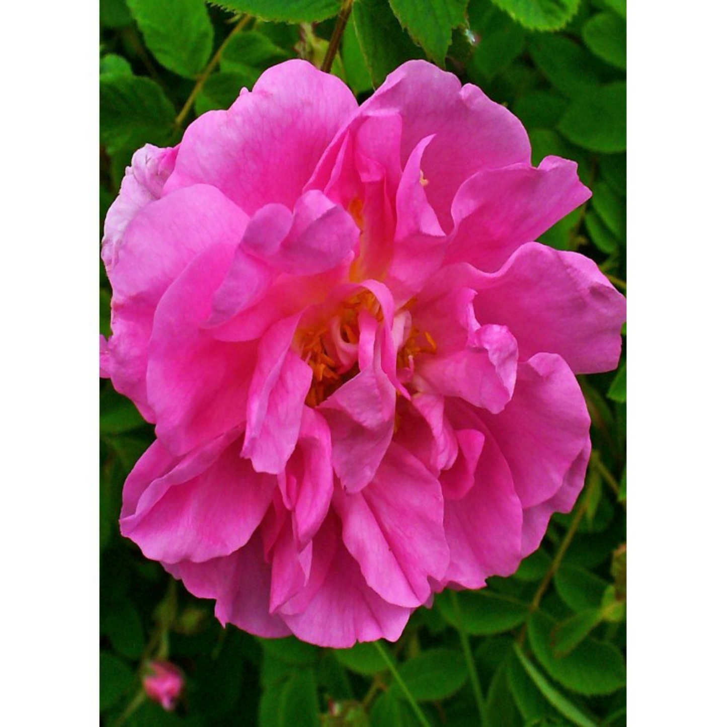 Auroma Rose Damascena Essential Oil Essential Oil 5% in jojoba (0.33 fl oz) #17478