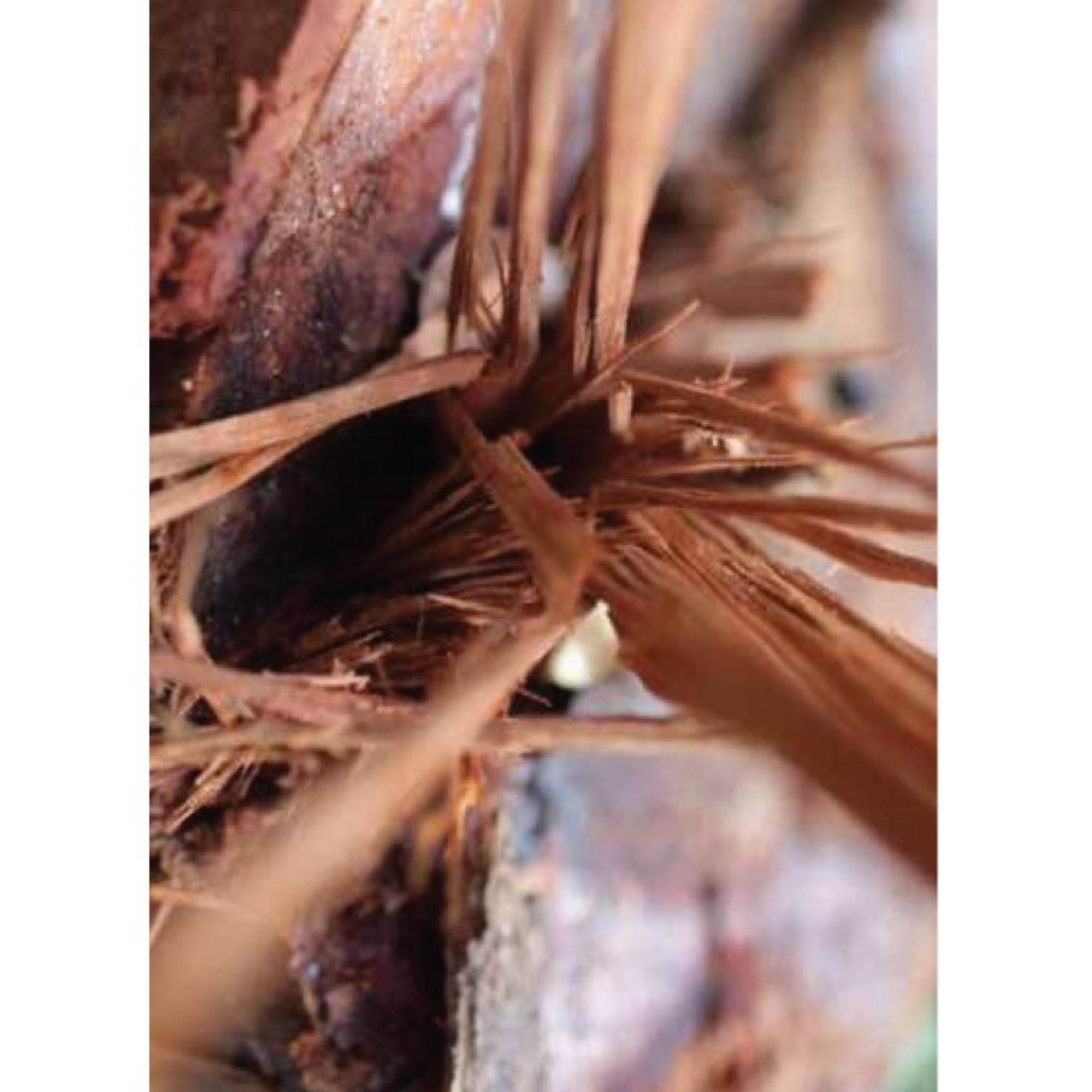 Auroma Rosewood Brazilian Essential Oil (0.33 fl oz) #10263