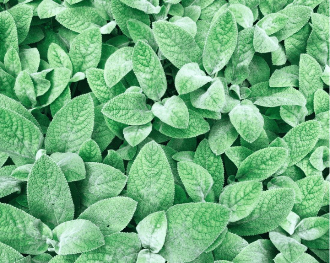 Green leaves overlapping in a close-up botanical texture