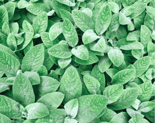 Green leaves overlapping in a close-up botanical texture
