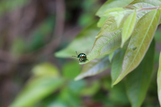 Colorful beetle rests on a green leaf in a leafy setting