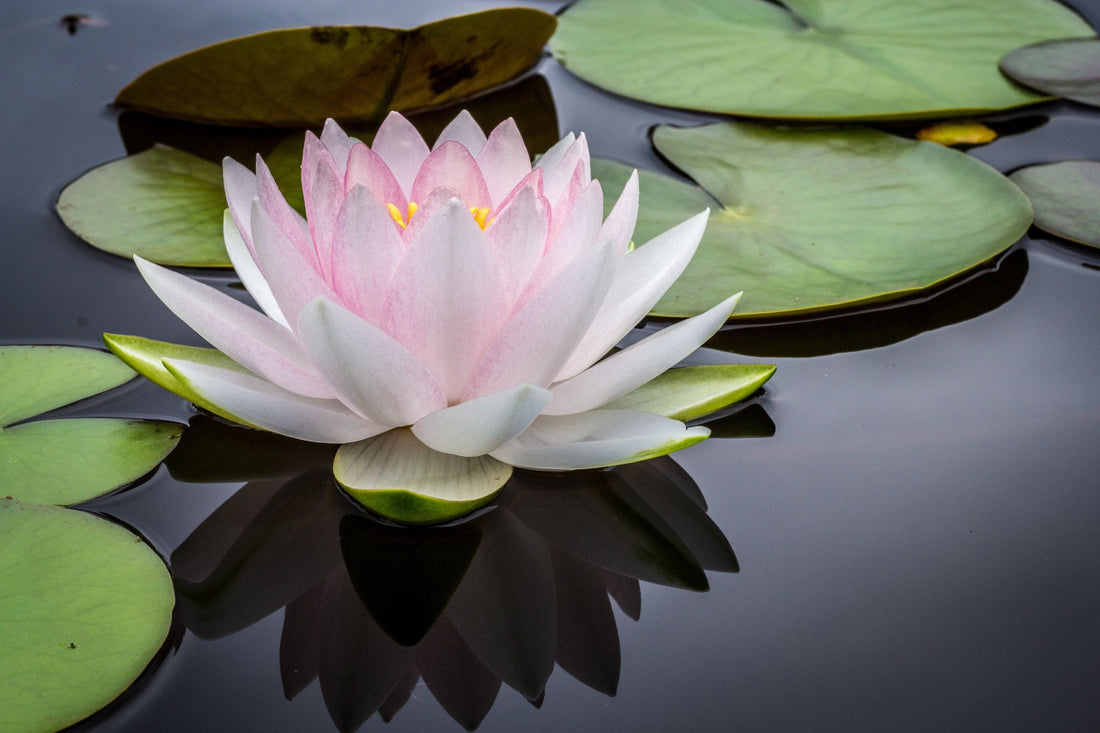 Pink water lily floating among lily pads on a dark pond
