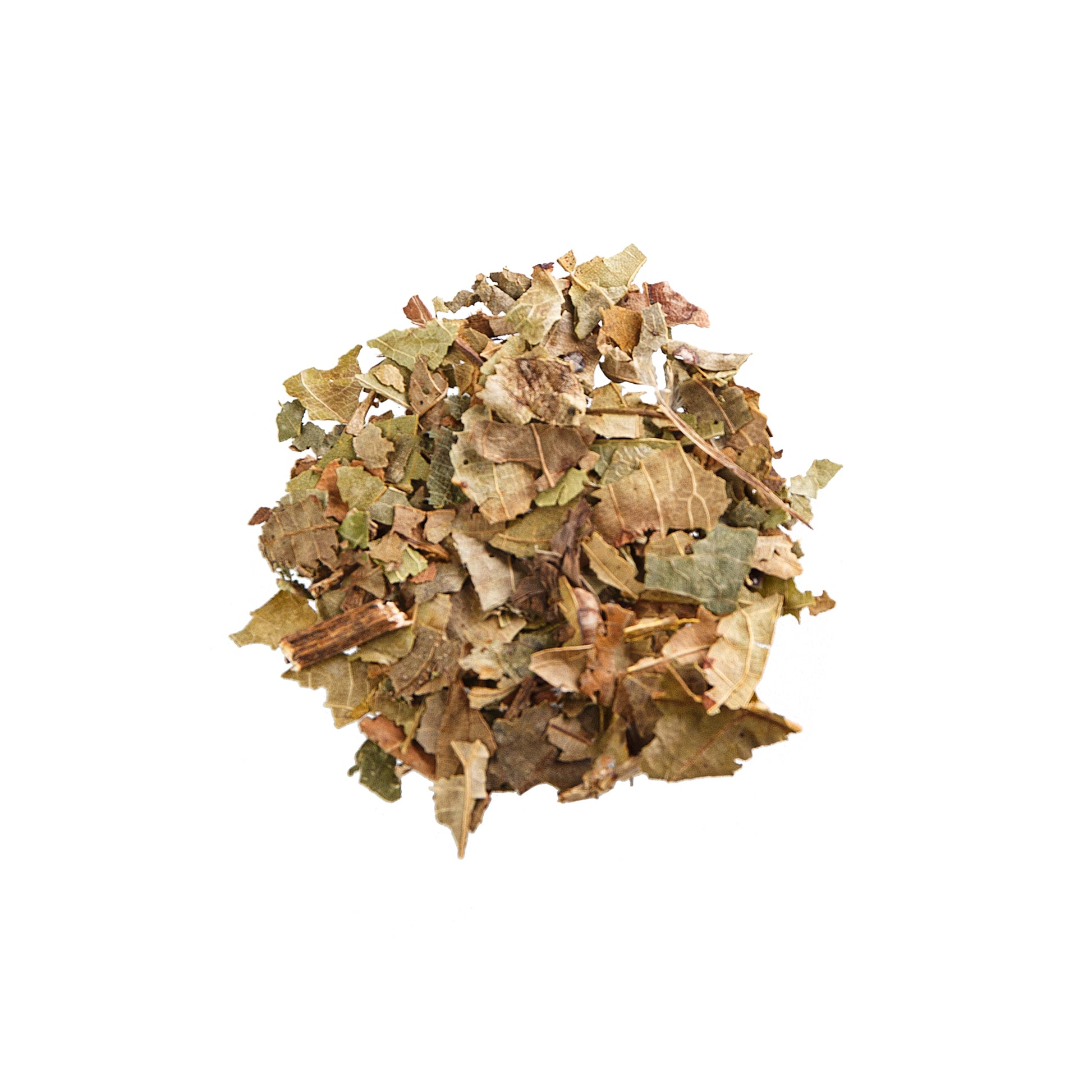 Primary Image of Black Walnut Leaves - Cut (Juglans nigra)