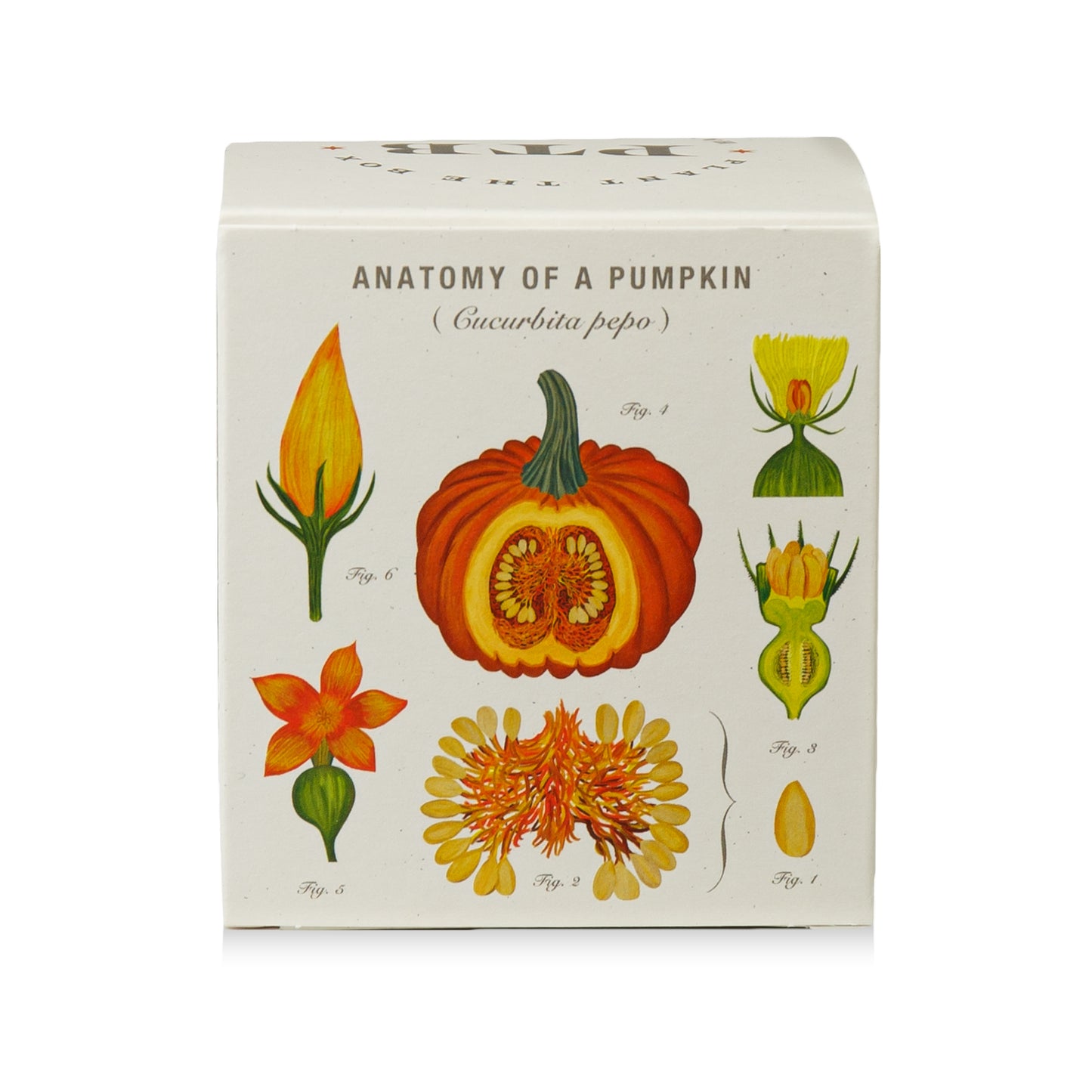 Alternate Image of Half Moon Pumpkin Plant The Box Candle