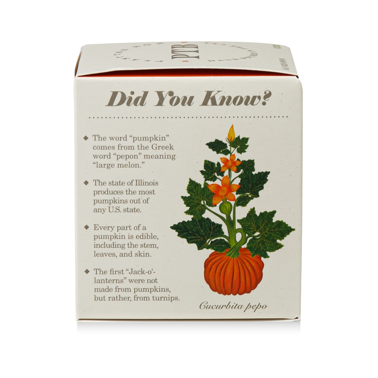 Alternate Image of Half Moon Pumpkin Plant The Box Candle