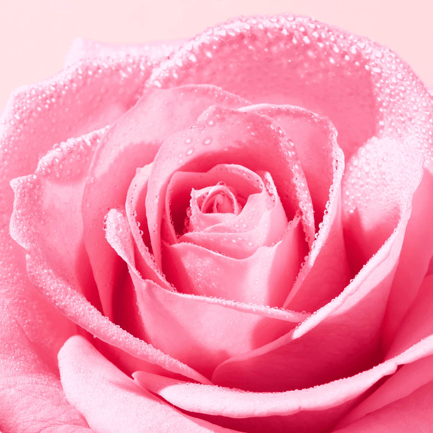 Ingredient image of NUXE Very Rose Radiance Face Scrub 
