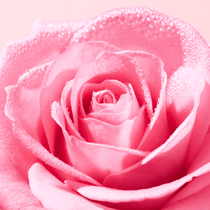Ingredient image of NUXE Very Rose Soothing Cleansing Gel