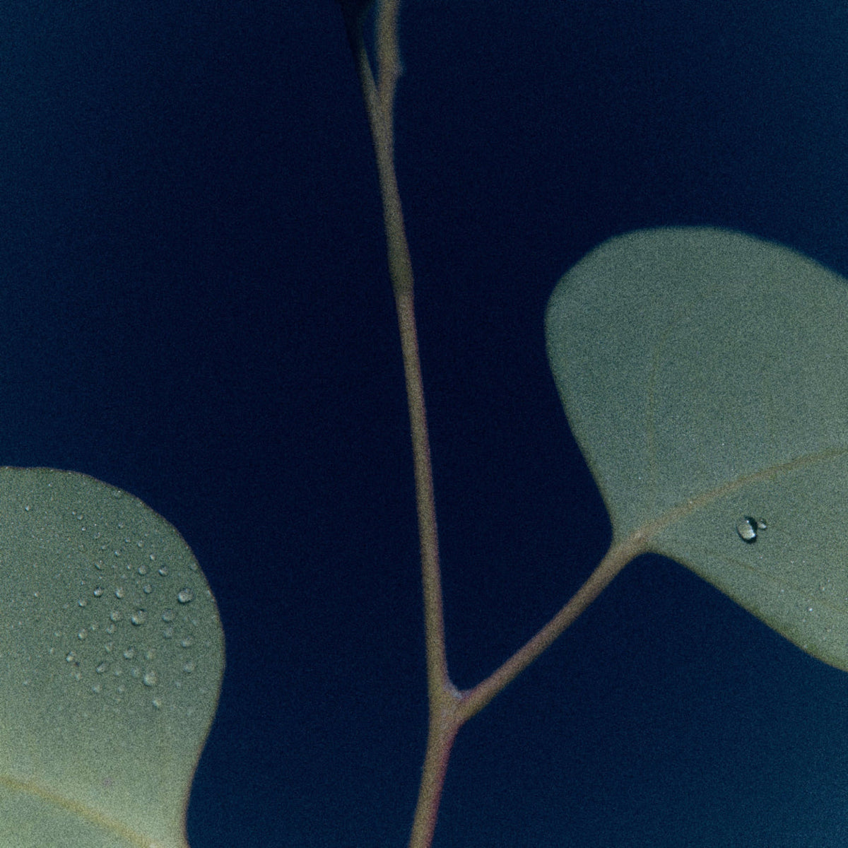 Alternate Image of Moonrise in a Forest Candle, eucalyptus