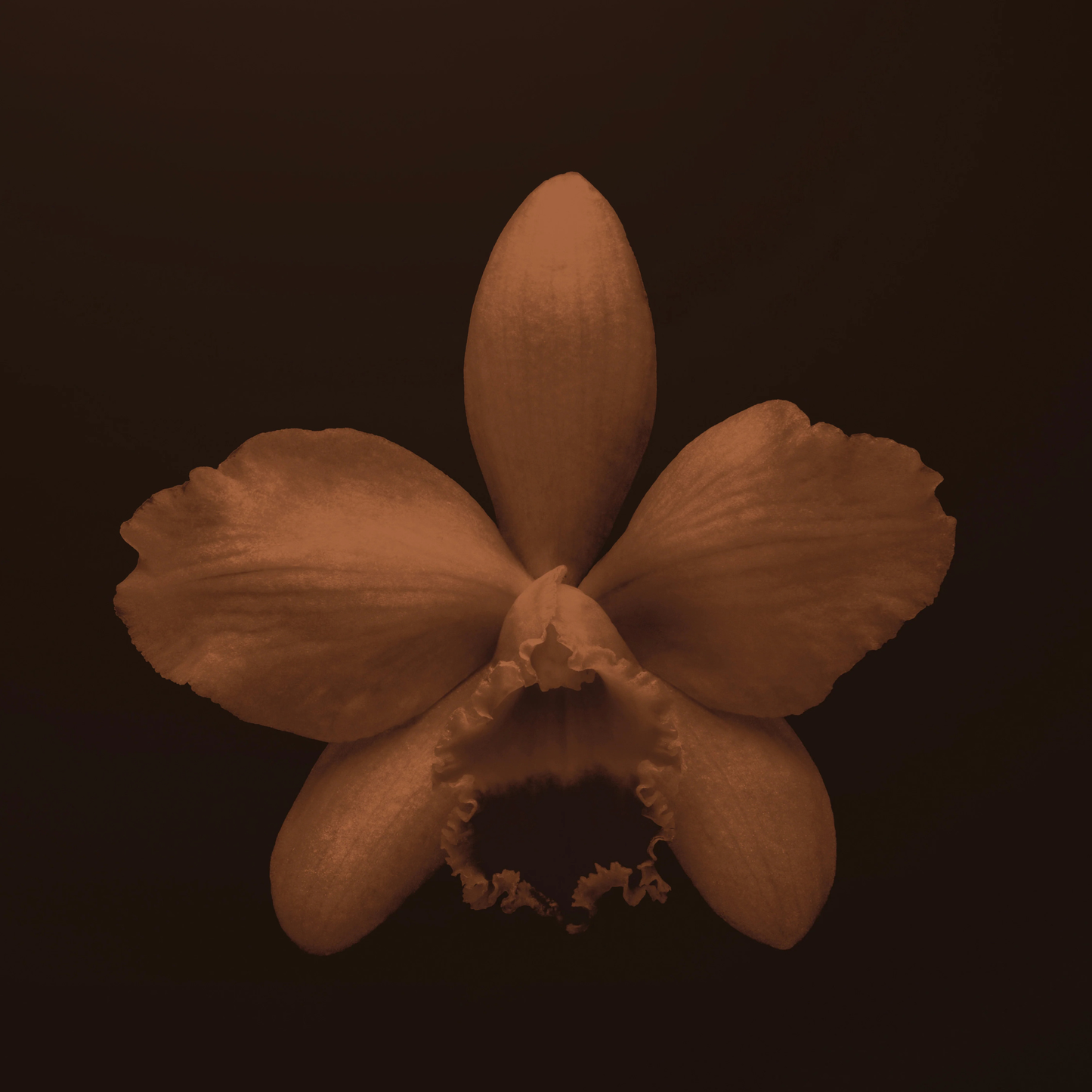 Alternate Image of Vanille Caviare EDP, orchid