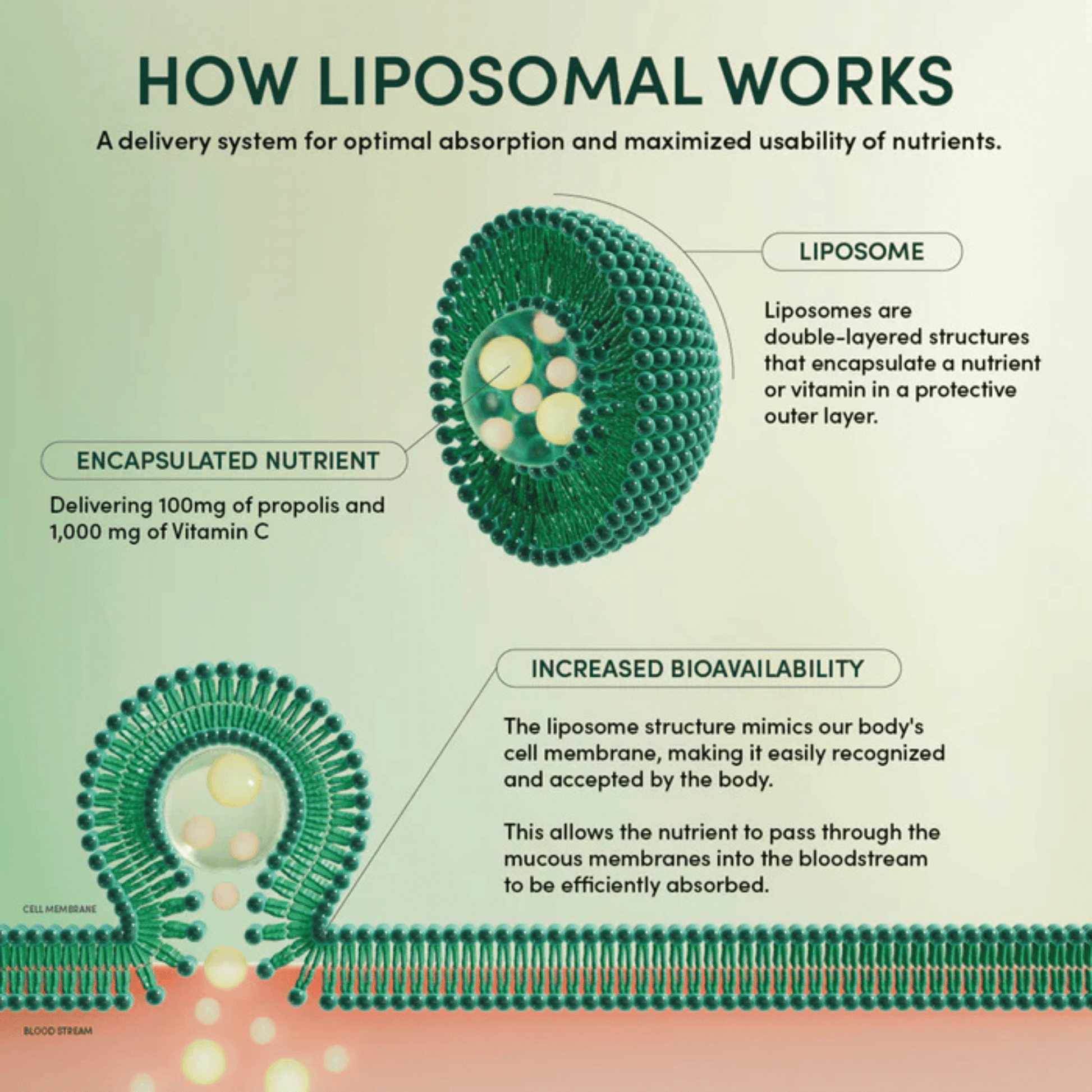 Alternate Image of Propolis + Vitamin C Liposomal Packet