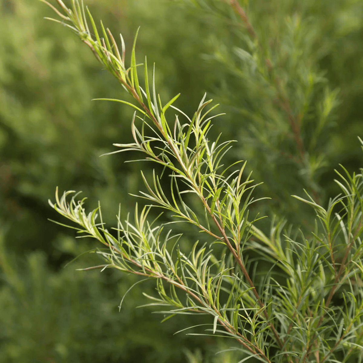 Alternate image of evanhealy Tea Tree Gel Cleanser