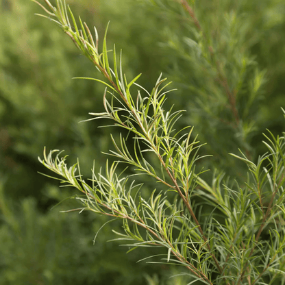Alternate image of evanhealy Tea Tree Gel Cleanser