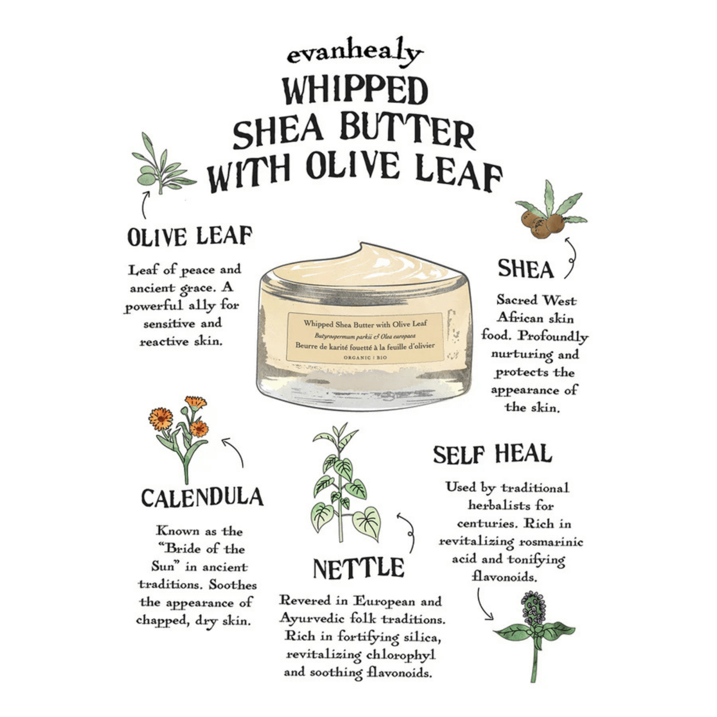 Alternate image of evanhealy Whipped Shea Butter with Olive Leaf