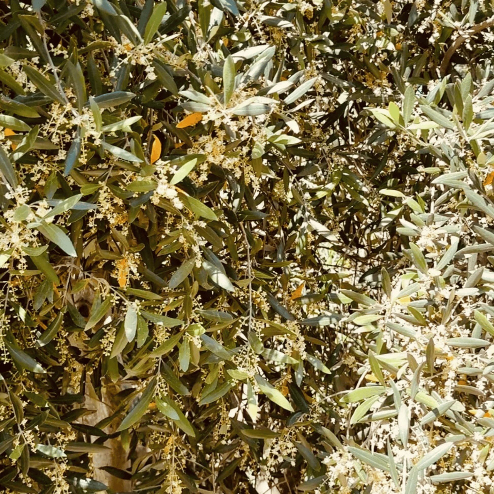 Alternate Image of Nettle Olive Leaf Cleansing Oil, glass pump top bottle