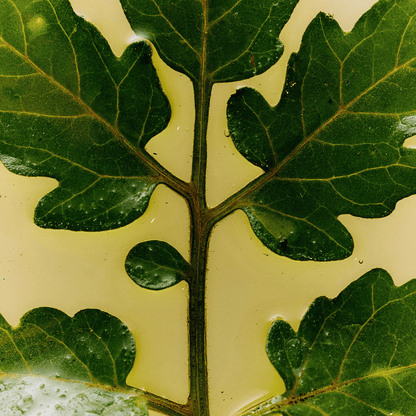 Alternate Image of Roma Heirloom Dish Soap