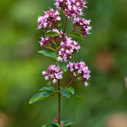 Herb Pharm Oregano Spirits (4 oz) #10089052