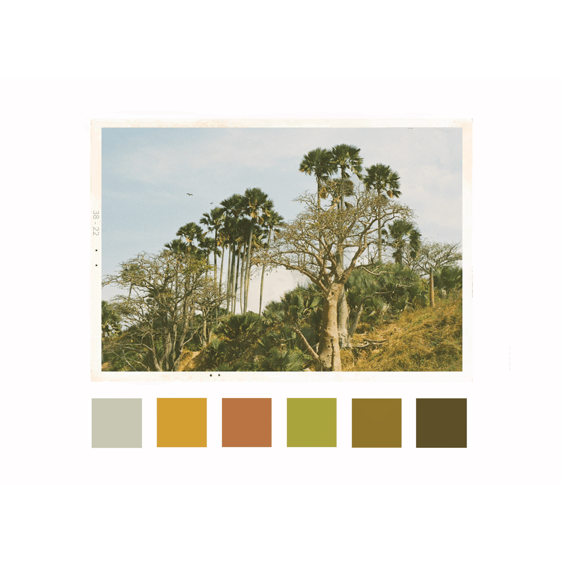 Alternate image of Aethi Opum EDP, trees and color palette