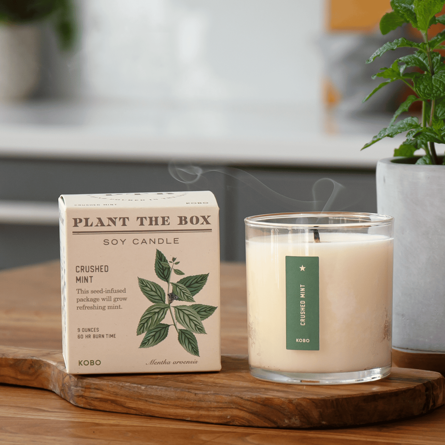 Alternate Image of Crushed Mint Plant the Box Candle